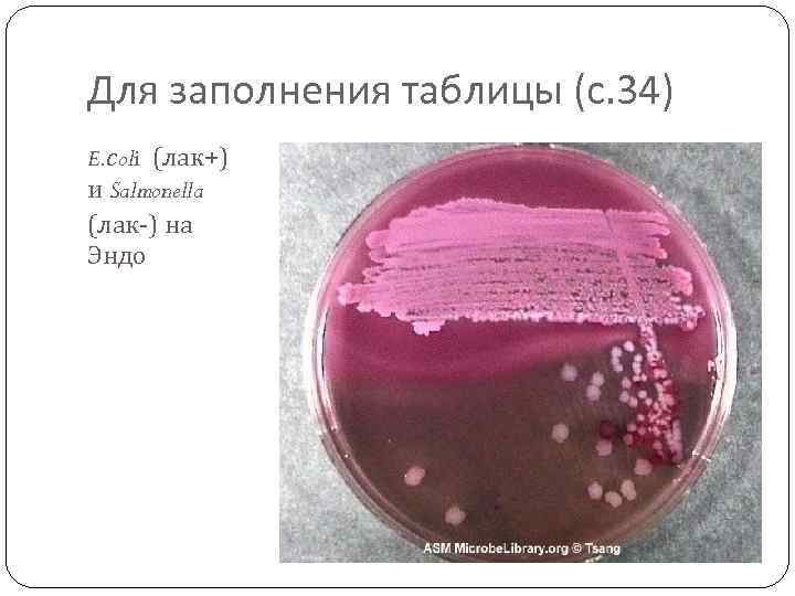 Для заполнения таблицы (с. 34) E. сoli (лак+) и Salmonella (лак-) на Эндо 