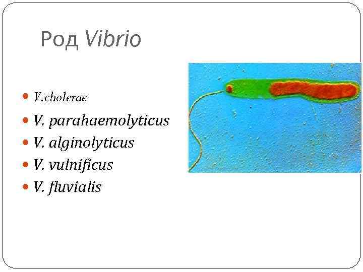 Холерный вибрион презентация микробиология
