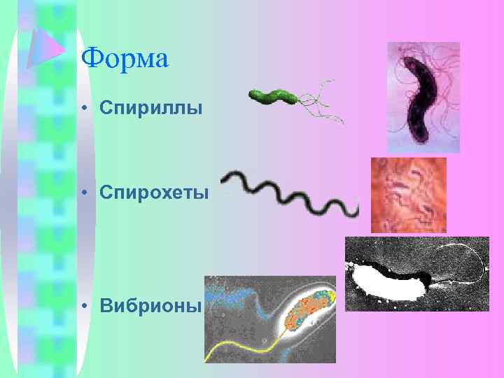 Форма • Спириллы • Спирохеты • Вибрионы 