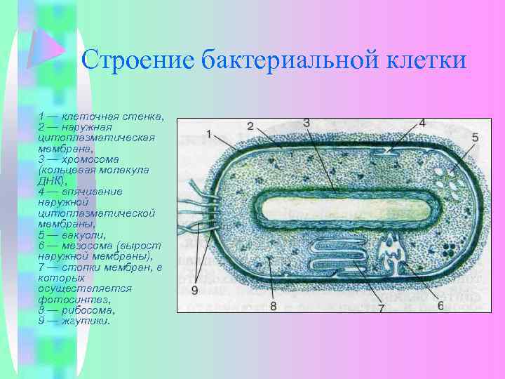 Строение бактериальной клетки 1 — клеточная стенка, 2 — наружная цитоплазматическая мембрана, 3 —