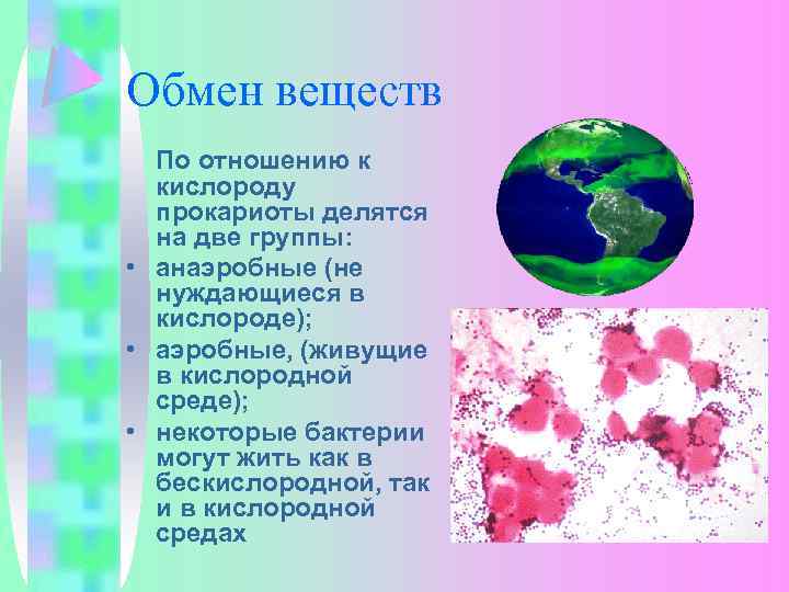 Обмен веществ По отношению к кислороду прокариоты делятся на две группы: • анаэробные (не