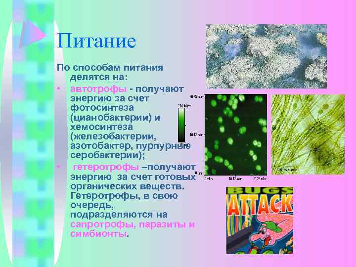 Питание По способам питания делятся на: • автотрофы - получают энергию за счет фотосинтеза