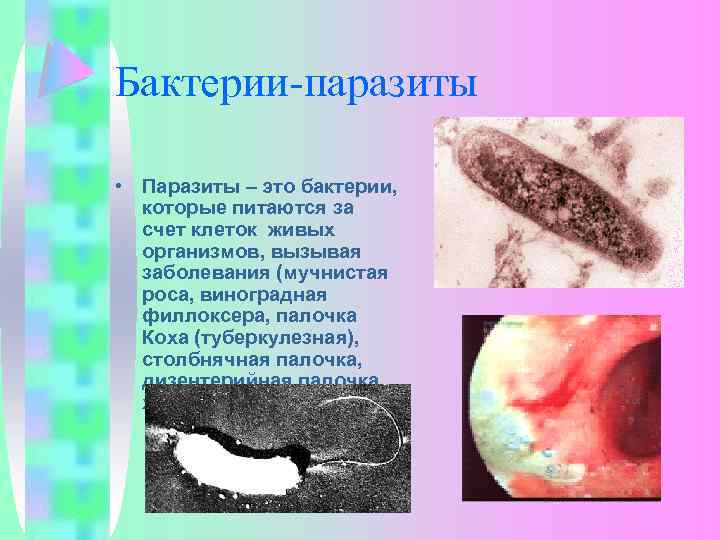 Бактерии-паразиты • Паразиты – это бактерии, которые питаются за счет клеток живых организмов, вызывая