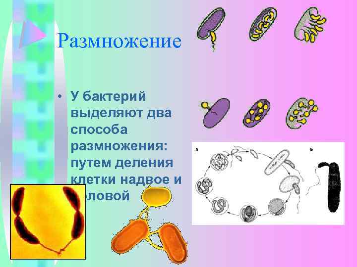 Размножение • У бактерий выделяют два способа размножения: путем деления клетки надвое и половой