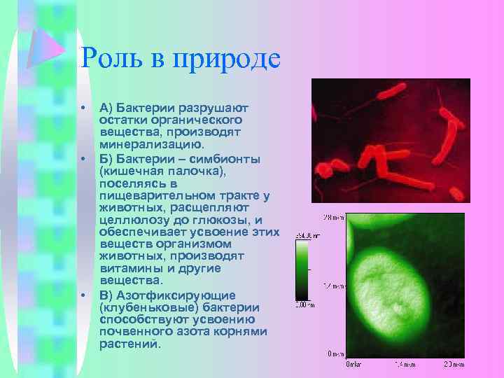 Роль в природе • • • А) Бактерии разрушают остатки органического вещества, производят минерализацию.