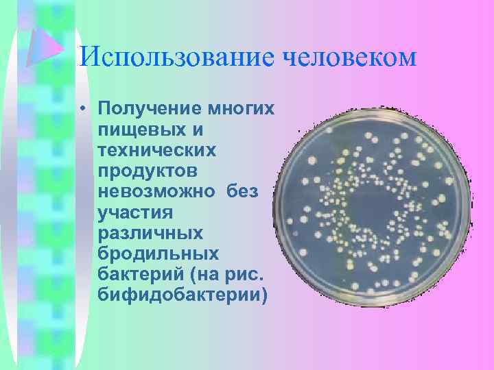 Использование человеком • Получение многих пищевых и технических продуктов невозможно без участия различных бродильных