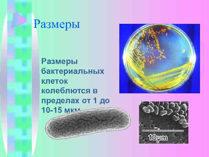 Размеры бактериальных клеток колеблются в пределах от 1 до 10 -15 мкм 