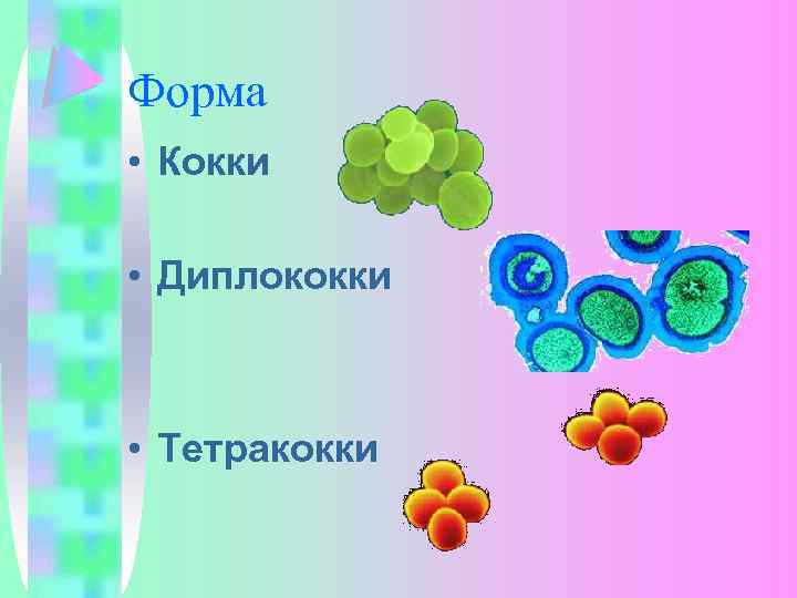 Форма • Кокки • Диплококки • Тетракокки 