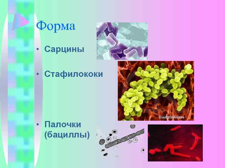 Форма • Сарцины • Стафилококи • Палочки (бациллы) 