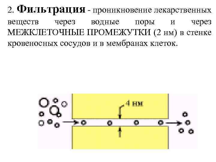 2. Фильтрация - проникновение лекарственных веществ через водные поры и через МЕЖКЛЕТОЧНЫЕ ПРОМЕЖУТКИ (2
