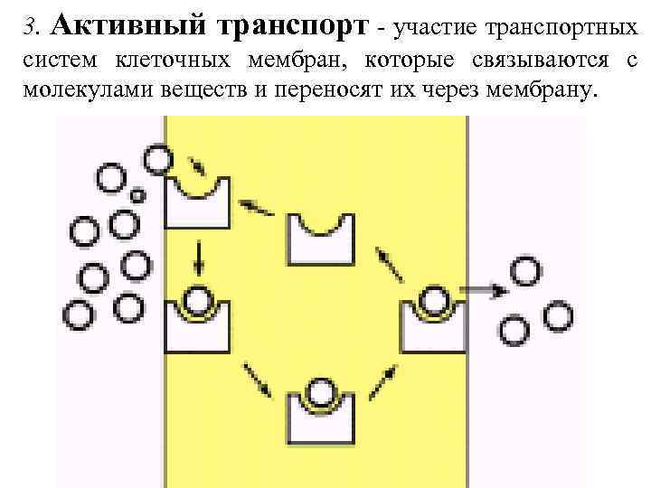 3. Активный транспорт - участие транспортных систем клеточных мембран, которые связываются с молекулами веществ