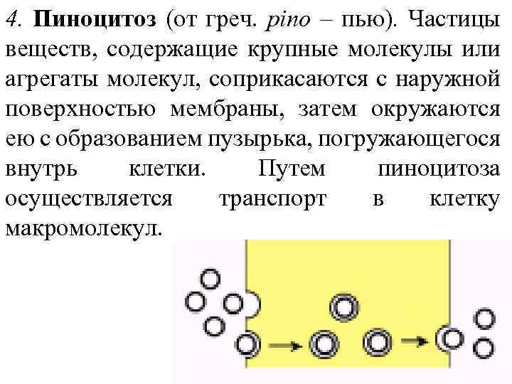4. Пиноцитоз (от греч. pino – пью). Частицы веществ, содержащие крупные молекулы или агрегаты