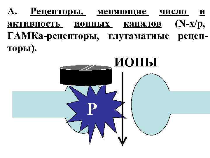 А. Рецепторы, меняющие число и активность ионных каналов (N-х/р, ГАМКа-рецепторы, глутаматные рецепторы). ИОНЫ Р