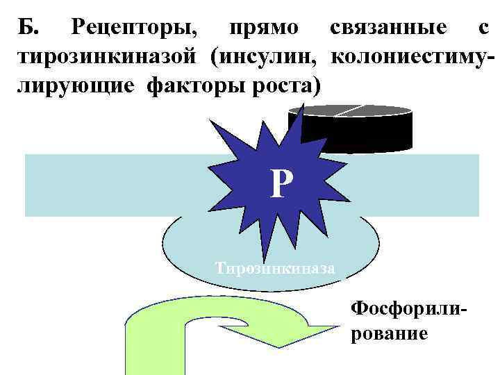 Б. Рецепторы, прямо связанные с тирозинкиназой (инсулин, колониестимулирующие факторы роста) Р Тирозинкиназа Фосфорилирование 