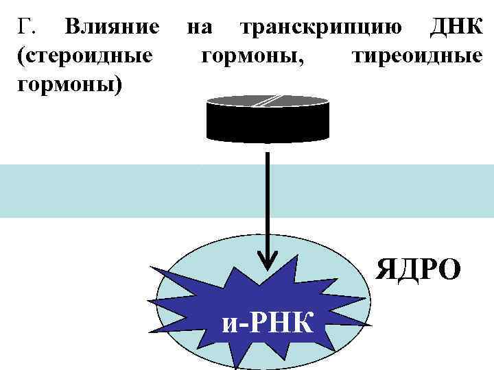 Г. Влияние (стероидные гормоны) на транскрипцию ДНК гормоны, тиреоидные ЯДРО и-РНК 
