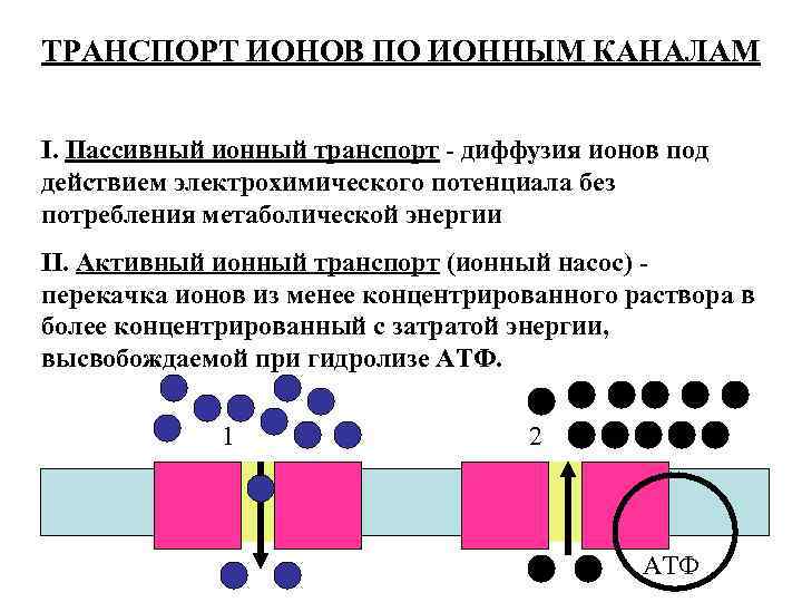 ТРАНСПОРТ ИОНОВ ПО ИОННЫМ КАНАЛАМ I. Пассивный ионный транспорт - диффузия ионов под действием