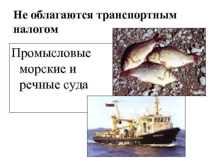 Не облагаются транспортным налогом Промысловые морские и речные суда 