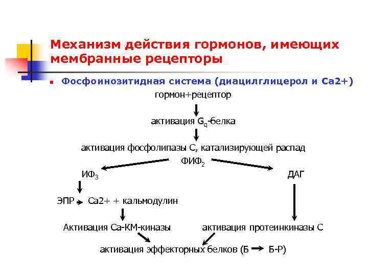 Механизм действия гормонов, имеющих мембранные рецепторы n Фосфоинозитидная система (диацилглицерол и Са 2+) гормон+рецептор