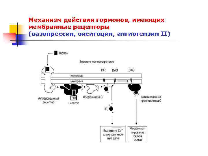 Механизм действия гормонов схема