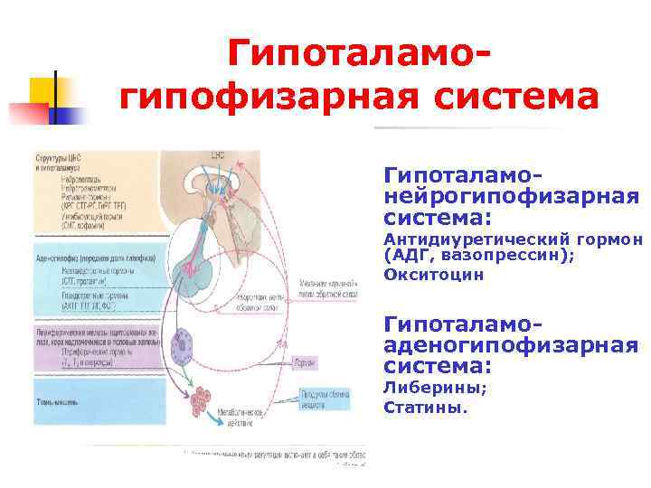 Гипоталамогипофизарная система v v v Гипоталамонейрогипофизарная система: Антидиуретический гормон (АДГ, вазопрессин); Окситоцин Гипоталамоаденогипофизарная система: