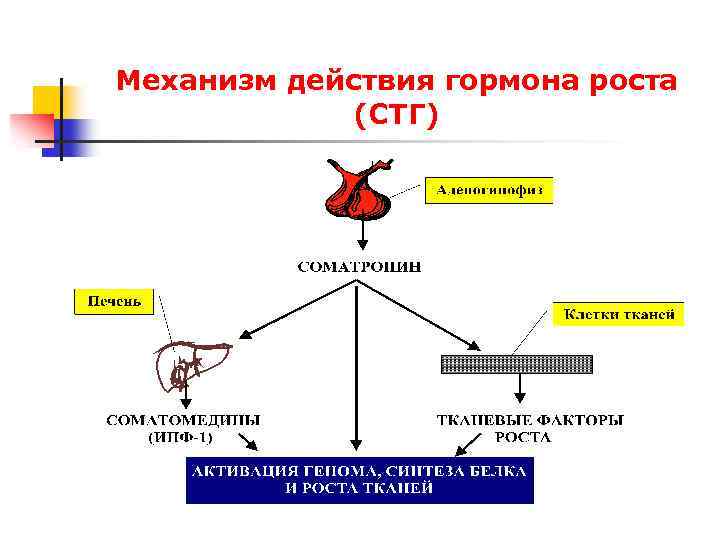 Схема гормон роста