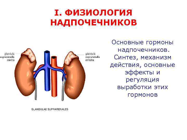 Надпочечников синтезирует гормон