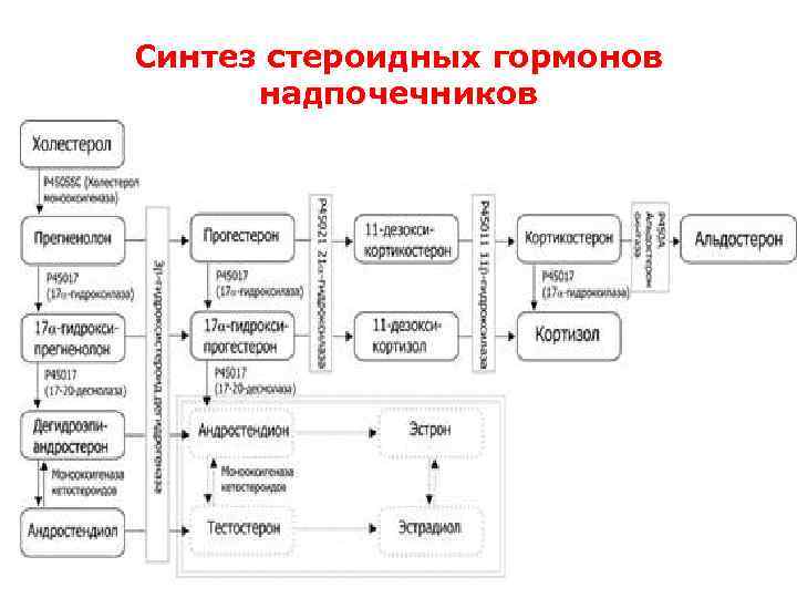 Схема отрицательной обратной связи при синтезе гормонов