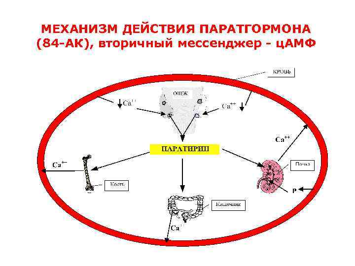 Механизм действия кальцитонина схема