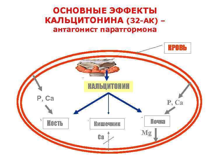 Схема синтеза кальцитонина