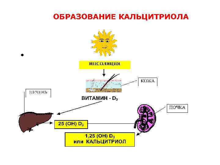 Нарисовать строение кальция