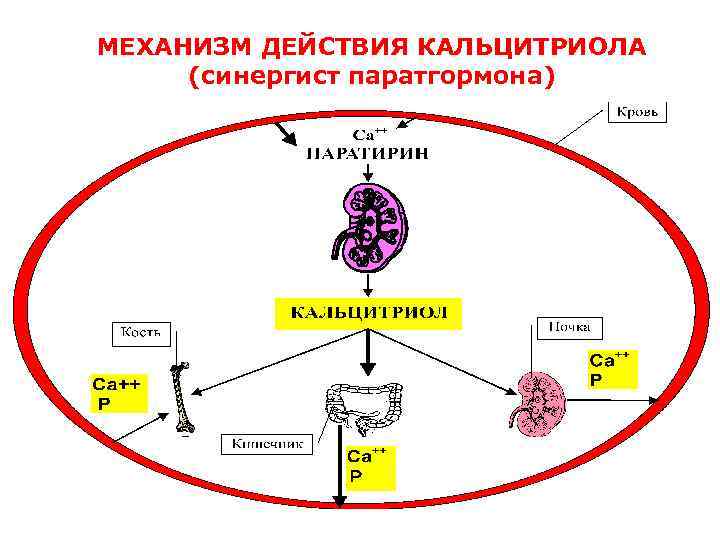 Механизм паратгормона