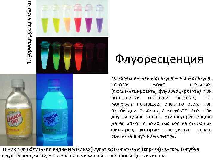 Флуоресцирующие белки Флуоресценция Флуоресцентная молекула – эта молекула, которая может светиться (люминесцировать, флуоресцировать) при
