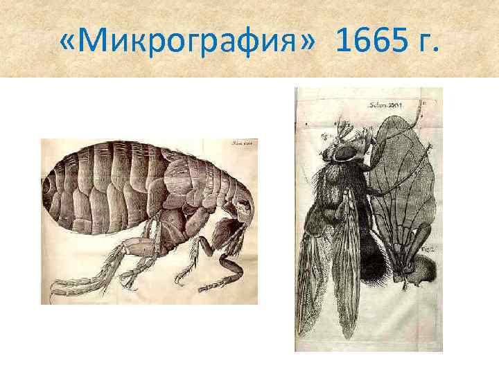  «Микрография» 1665 г. 