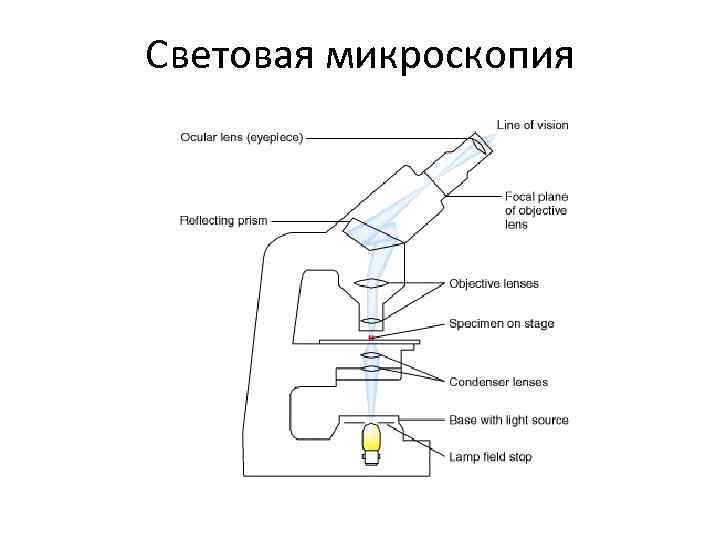 Опишите микроскопию