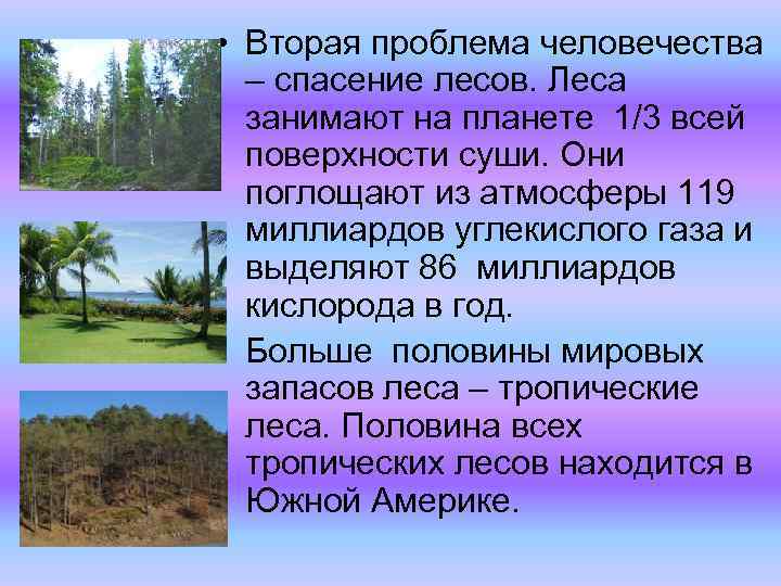  • Вторая проблема человечества – спасение лесов. Леса занимают на планете 1/3 всей