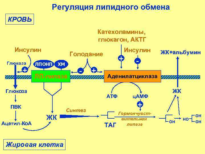 Регуляция липидного обмена КРОВЬ Катехоламины, глюкагон, АКТГ Инсулин Глюкоза + Голодание ЛПОНП ХМ ЛП-липаза