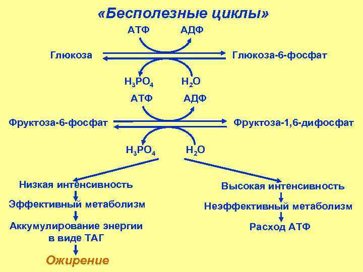 Глю 6 фосфат. Глюкоза 1 6 дифосфат. Цикл АТФ-АДФ биохимия. Фосфат + АДФ = АТФ.