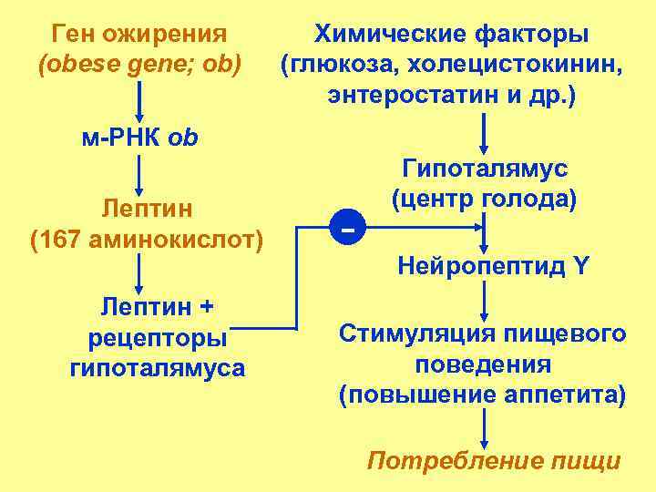 Ген ожирения (obese gene; ob) Химические факторы (глюкоза, холецистокинин, энтеростатин и др. ) м-РНК