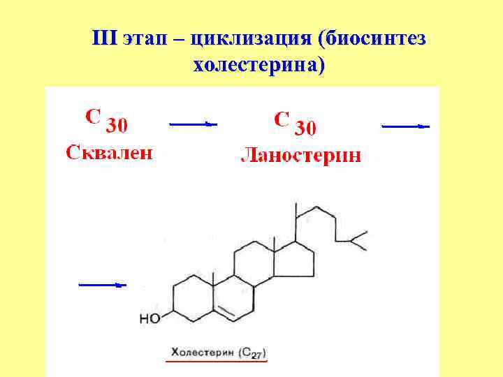 III этап – циклизация (биосинтез холестерина) 