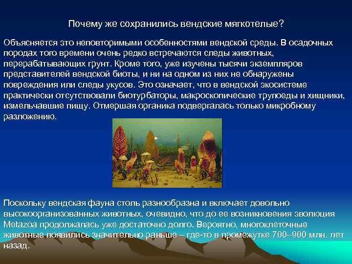 Почему же сохранились вендские мягкотелые? Объясняется это неповторимыми особенностями вендской среды. В осадочных породах