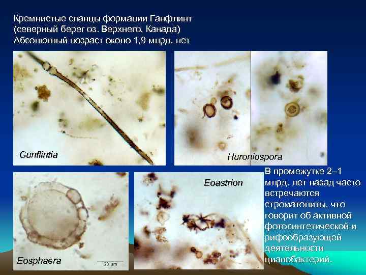 Кремнистые сланцы формации Ганфлинт (северный берег оз. Верхнего, Канада) Абсолютный возраст около 1, 9