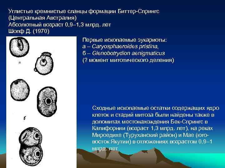 Углистые кремнистые сланцы формации Биттер-Спрингс (Центральная Австралия) Абсолютный возраст 0, 9– 1, 3 млрд.