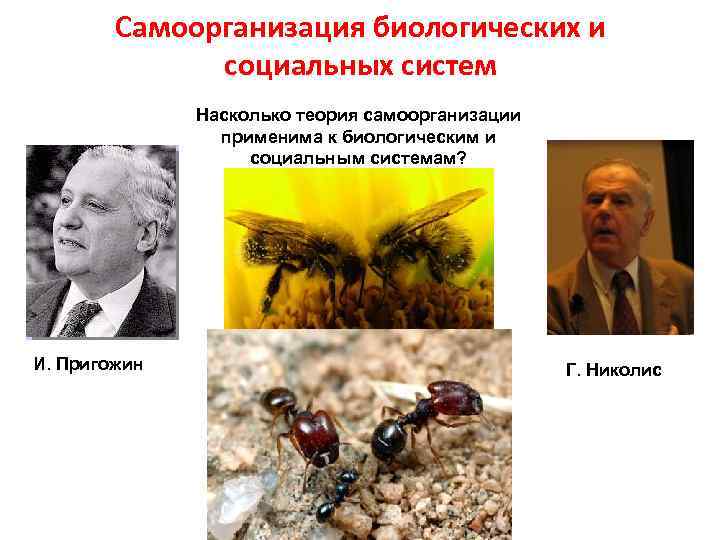 Самоорганизация биологических и социальных систем Насколько теория самоорганизации применима к биологическим и социальным системам?