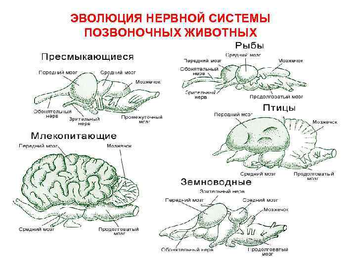 ЭВОЛЮЦИЯ НЕРВНОЙ СИСТЕМЫ ПОЗВОНОЧНЫХ ЖИВОТНЫХ 