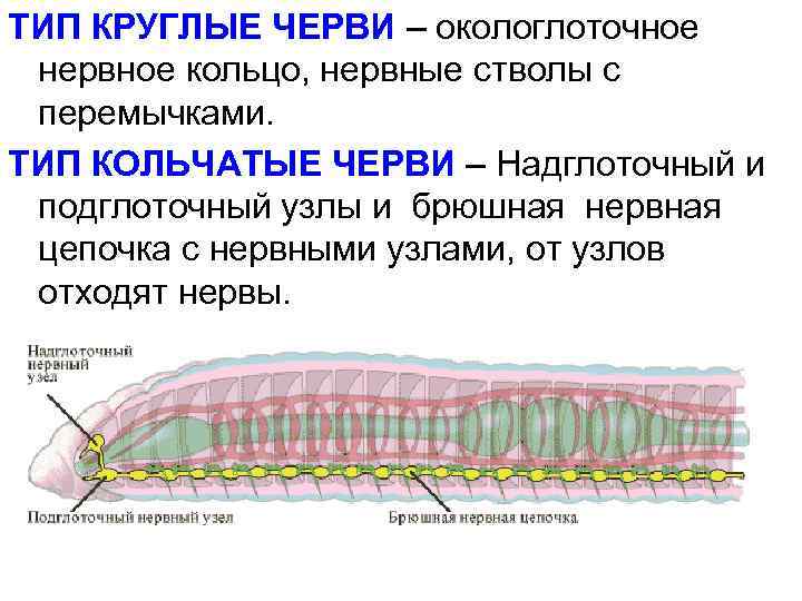 ТИП КРУГЛЫЕ ЧЕРВИ – окологлоточное нервное кольцо, нервные стволы с перемычками. ТИП КОЛЬЧАТЫЕ ЧЕРВИ