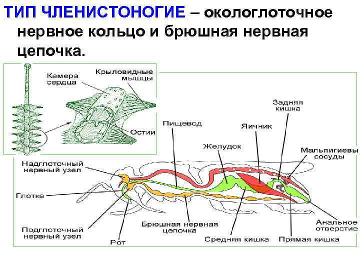 ТИП ЧЛЕНИСТОНОГИЕ – окологлоточное нервное кольцо и брюшная нервная цепочка. 