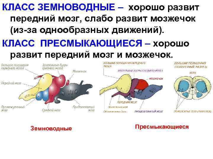 КЛАСС ЗЕМНОВОДНЫЕ – хорошо развит передний мозг, слабо развит мозжечок (из-за однообразных движений). КЛАСС