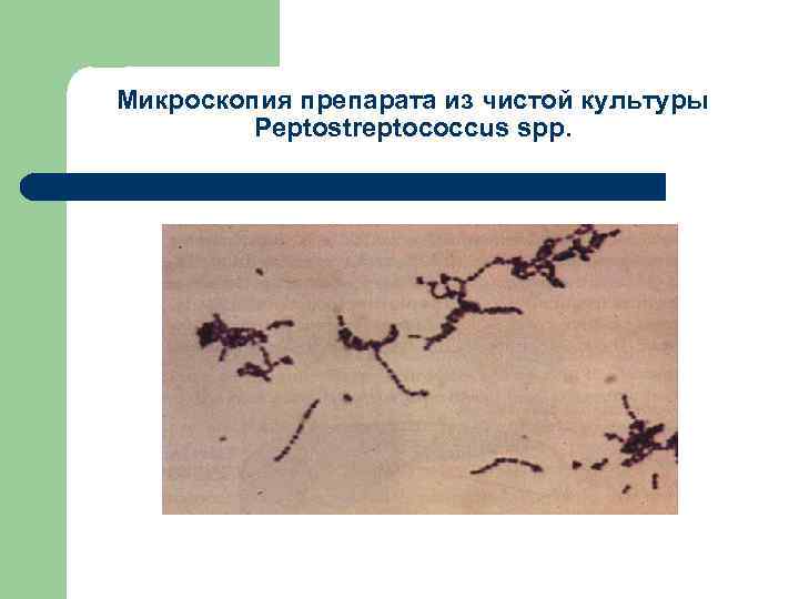 Микроскопия препарата из чистой культуры Peptostreptococcus spp. 