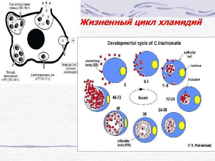 Жизненный цикл хламидий 