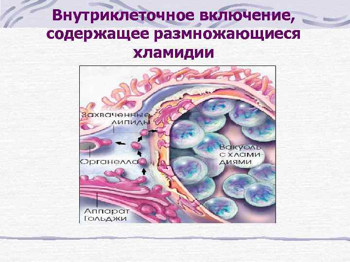 Внутриклеточное включение, содержащее размножающиеся хламидии 